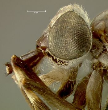 Media type: image;   Entomology 7515 Aspect: head lateral view